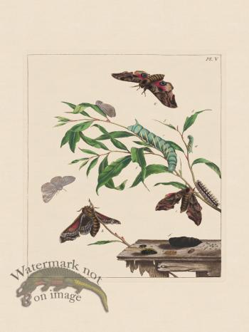 Moses Harris Insects 05